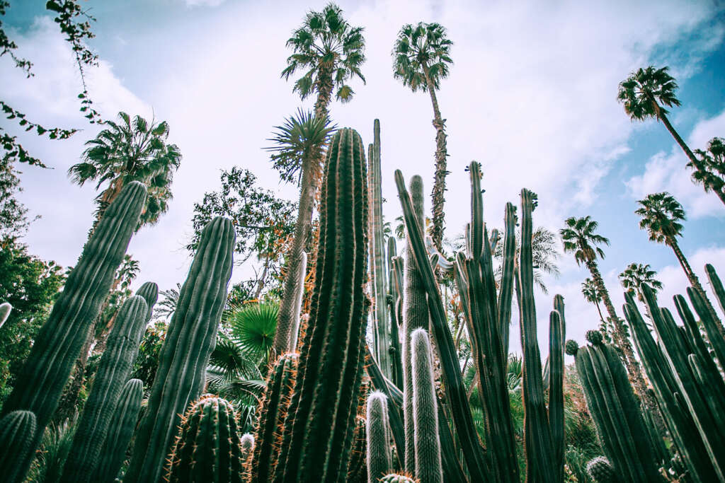 Cacti garden